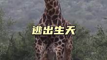 长颈鹿摆脱雄狮的撕咬，逃出狮子的围猎，这身体太能抗了