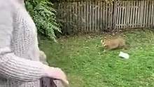 狗子勇敢驱赶花豹