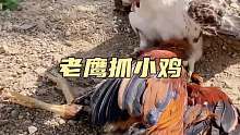 老鹰抓小鸡