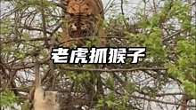 老虎爬到树上抓捕猴子