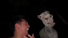 为什么说千万不要和驴倾诉心里的委屈因为看着伤心的主人 驴居然也跟着默默落泪一人一驴的哭声温柔又治愈。