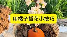 用橘子插花小技巧