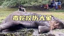 毒蛇咬伤大象