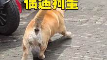 这狗随主人