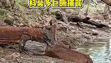 科莫多巨蜥捕猎野鹿