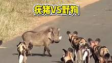 疣猪与野狗对峙