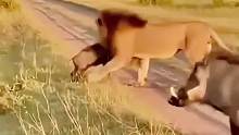 狮子抓小疣猪
