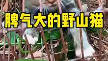 脾气大的野山猫