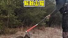 解救被捕兽夹困住的山猫