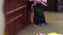 收留流浪的猫咪和新生的小猫咪