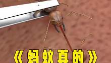蚂蚁是怎么缝合伤口的
