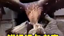 猫妈妈与老鹰