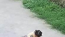 狗子霸气护主