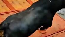 疯狂的牛老二为了寻找牛翠花竟从屋顶跳了下去摔断脊椎