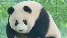 为什么我国的大熊猫谁都可以借，就是不借给印度呢？