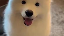 在狗子的眼里，你是属于什么角色？