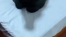 如果抛开体型不谈的话，水牛也许是最适合当宠物的动物了