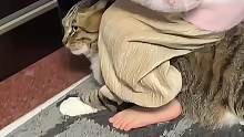 狸花猫的战斗力究竟有多强