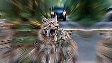 善良的男人救助受伤的猫猫