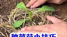 种菜苗小技巧