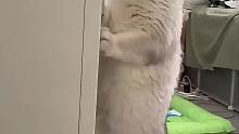 怪不得猫咪这么喜欢看人类的亲热行为！