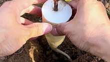 白萝卜扦插妙招
