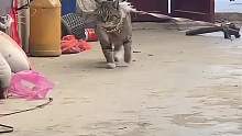 为什么狸花猫动不动就离家出走？