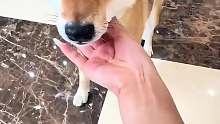为什么农村的狗不会随便咬人，而城里的狗却会？