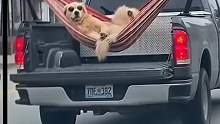 狗狗好悠闲