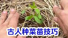古人种菜苗技巧
