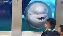 为什么白鲸海洋馆里随处可见注意安全的标识呢？
