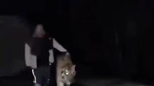 老虎一个人走夜路会不会怕鬼呢！