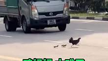 鸡妈妈带着小鸡过马路，孩子多了顾不过来