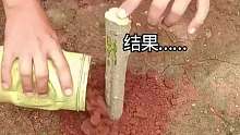 陆地上淹死的树！