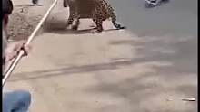 花豹在街上乱闯