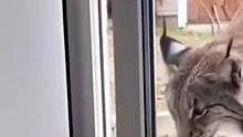 笑喷！小奶猫隔着玻璃凶猞猁，门开秒投降，这反差萌谁懂啊！