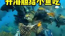 潜水员和雀雕的交易！