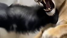 大猩猩硬刚母狮战力拉满