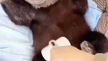 小熊跟着男子回家，长大后竟然如此的温柔，和粉丝拍照