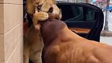 大街上雄狮遭黄牛猛顶不敢动弹
