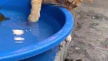 猫咪挑衅螃蟹反被夹，一脸委屈又好笑