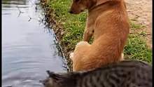 猫狗搭档河边钓鱼，全程乖巧又治愈