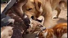 猛禽偷袭猫咪，忠犬冲上去护主解围