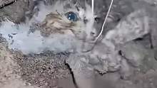 狗狗为了救被埋的小猫，拼命的挖泥土，最终救出了小猫