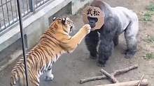 金刚太猛了