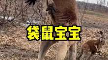 为什么袋鼠宝宝一定要待在育儿袋里育儿袋里长啥样