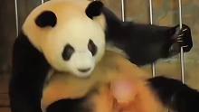 熊猫宝宝想要要长大究竟有多不容易？全靠八字硬