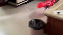 猫大侠，能文能武，飞沿走壁，功夫了得