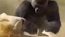 银背大猩猩冲过来暴击狮子