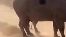 疣猪王来了！一撞干翻黑豹，疼得它吱哇乱叫